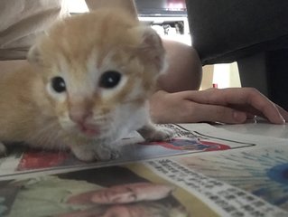 Chewie - Domestic Short Hair + Tabby Cat