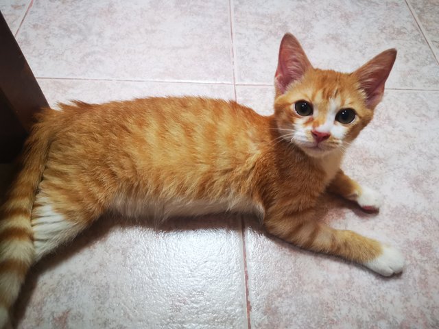 Cheetos - Domestic Short Hair Cat