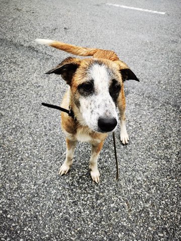 Charlie - Mixed Breed Dog