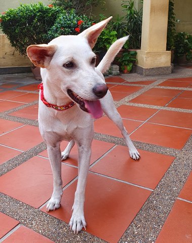 Bambi - Mixed Breed Dog
