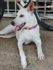 Bambi - Mixed Breed Dog
