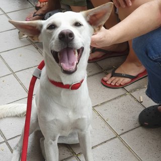 Bambi - Mixed Breed Dog