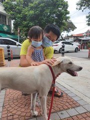 Bambi - Mixed Breed Dog