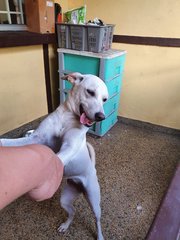 Bambi - Mixed Breed Dog