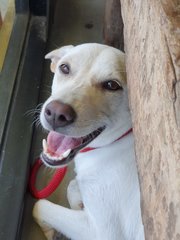 Bambi - Mixed Breed Dog