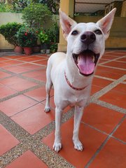 Bambi - Mixed Breed Dog
