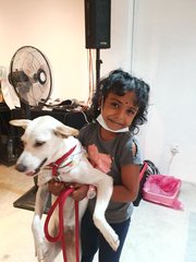 Bambi - Mixed Breed Dog