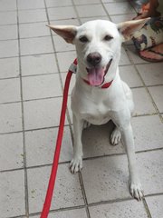 Bambi - Mixed Breed Dog
