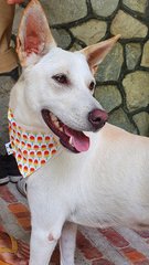 Bambi - Mixed Breed Dog