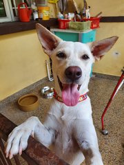 Bambi - Mixed Breed Dog