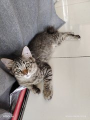 Dollar - Domestic Short Hair + Tabby Cat