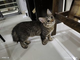 Dollar - Domestic Short Hair + Tabby Cat