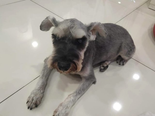 Taoie - Schnauzer Dog