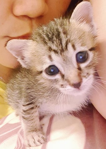 Sanggol Lyn (Sanggie) - Gray Tabby Junio - Domestic Short Hair Cat