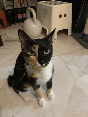 Kuning - Tortoiseshell Cat