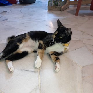 Kuning - Tortoiseshell Cat