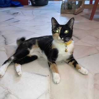 Kuning - Tortoiseshell Cat