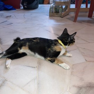 Kuning - Tortoiseshell Cat