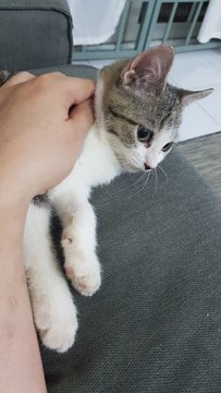 2 Kitten For Adoption - Domestic Short Hair Cat