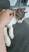 2 Kitten For Adoption - Domestic Short Hair Cat