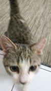 2 Kitten For Adoption - Domestic Short Hair Cat