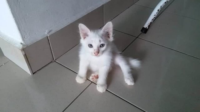 Bunny - Turkish Angora + Tabby Cat