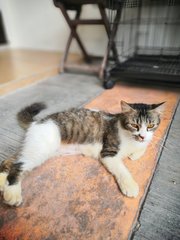 Jessie - Domestic Medium Hair Cat