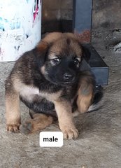 Tank - Mixed Breed Dog