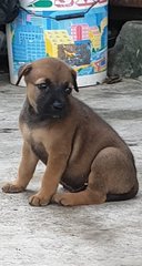 Marcus - Mixed Breed Dog