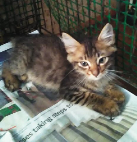 Sembilang (Molek's Kitten) (Brown) - Domestic Short Hair Cat