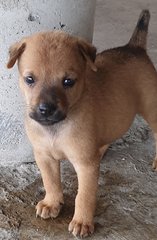 Mannie (Adopted 20/8/20) - Mixed Breed Dog