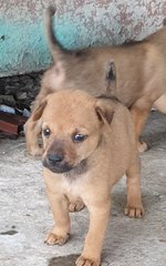 Mannie (Adopted 20/8/20) - Mixed Breed Dog