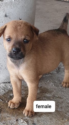 Mannie (Adopted 20/8/20) - Mixed Breed Dog