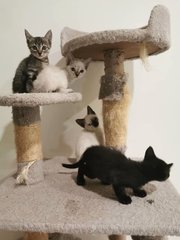 Kittens 5 Months Old. As Pair Only.  - Domestic Short Hair Cat