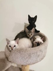 Kittens 5 Months Old. As Pair Only.  - Domestic Short Hair Cat