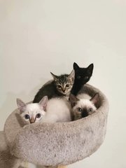 Kittens 5 Months Old. As Pair Only.  - Domestic Short Hair Cat