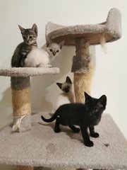 Kittens 5 Months Old. As Pair Only.  - Domestic Short Hair Cat