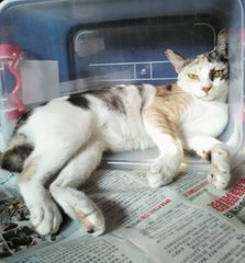 Kiah (Tricolor) - Domestic Short Hair Cat