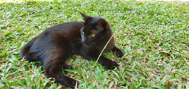 Nila ( The Beautiful One ) - Domestic Medium Hair Cat