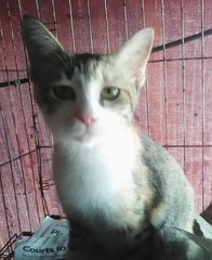 Sweety (Tricolor) - Domestic Short Hair Cat