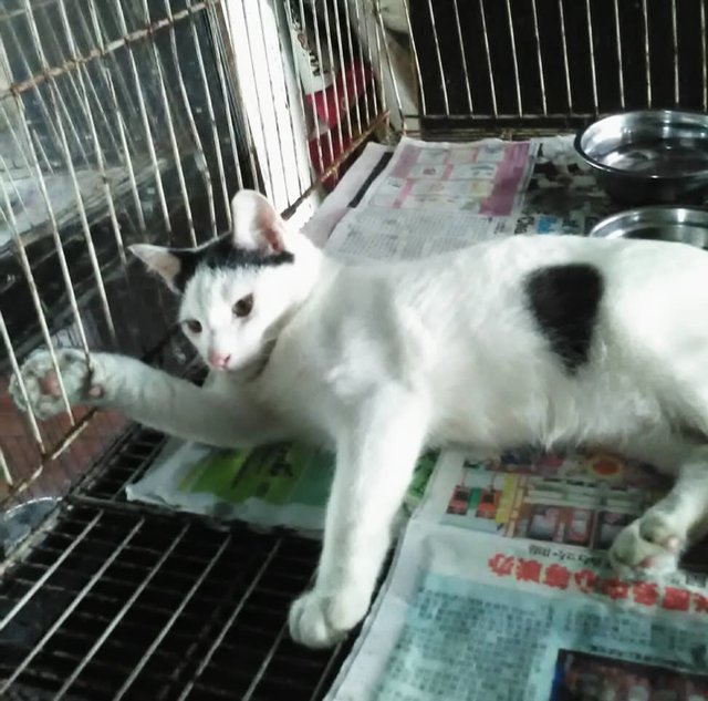 Sunny (White With Balck Spot) - Domestic Short Hair Cat