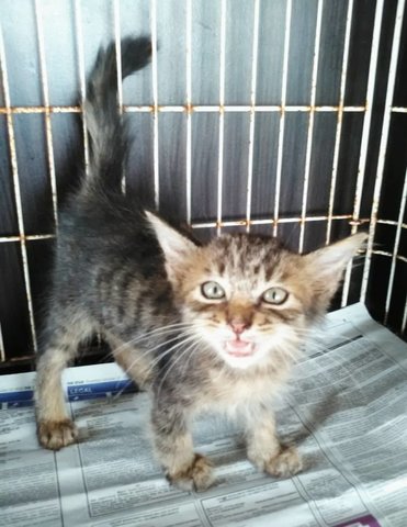 Kak (Brown) - Kitten - Domestic Short Hair Cat