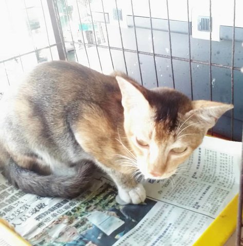 Peace (Brown With White Mouth) - Domestic Short Hair Cat