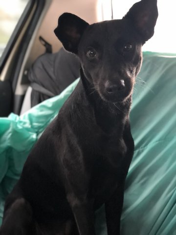 Rookie - Shepherd Dog
