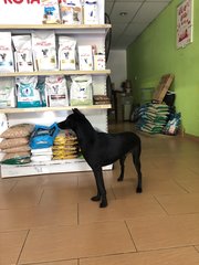 Rookie - Shepherd Dog