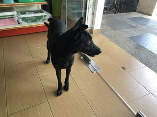 Rookie - Shepherd Dog
