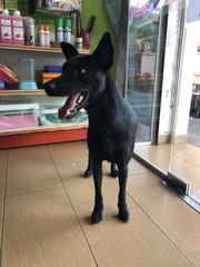Rookie - Shepherd Dog