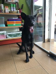 Rookie - Shepherd Dog