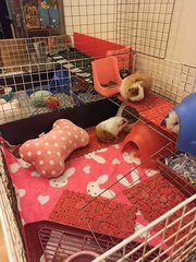 Curly Guinea Pigs, Cages And Accessories - Guinea Pig Small & Furry