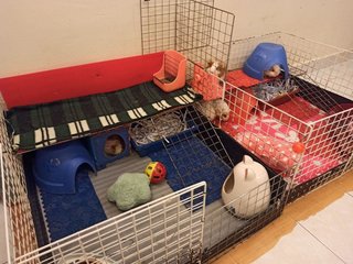 Curly Guinea Pigs, Cages And Accessories - Guinea Pig Small & Furry